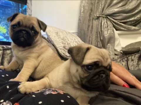 cuccioli maschio e femmina carlino