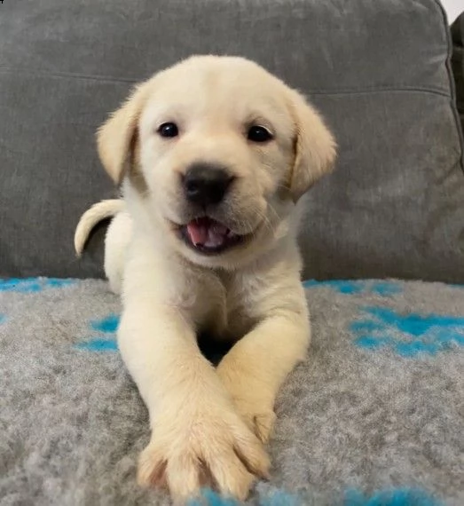 molto dolce labrador retriever