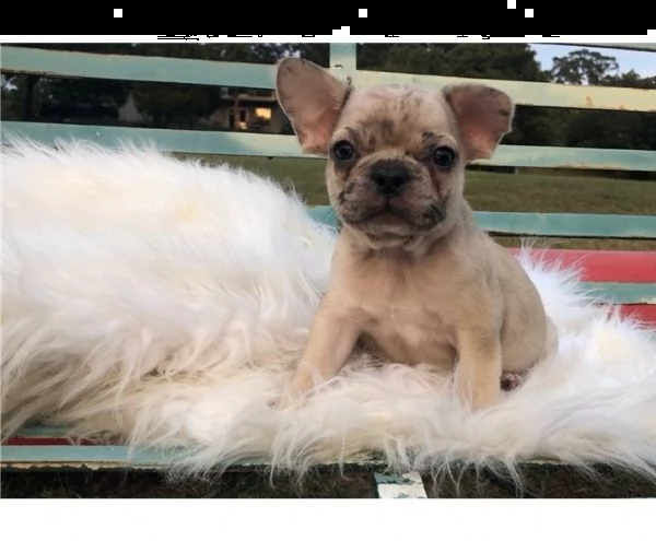  cuccioli di bulldog francese per l'adozione