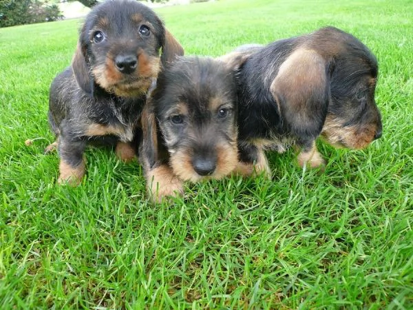  regalo adorabili cuccioli  bassotto femminucce e maschietti disponibili