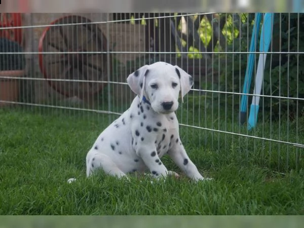  regalo dalmata cuccioli