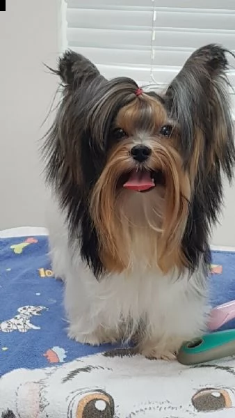 yorkshire terrier per un regalo,  | Foto 0