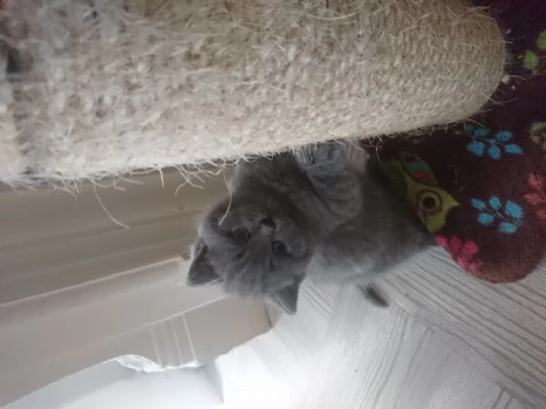 gattini britannici a pelo corto | Foto 1