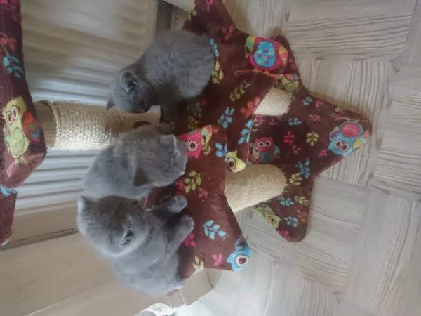 gattini britannici a pelo corto | Foto 0
