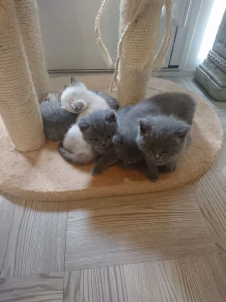 gattini britannici a pelo corto