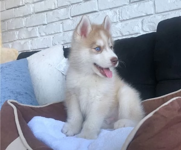 cuccioli siberian husky disponibili | Foto 6