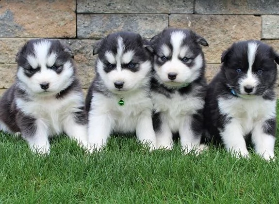 cuccioli siberian husky disponibili