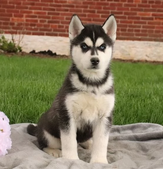 cuccioli siberian husky disponibili | Foto 5