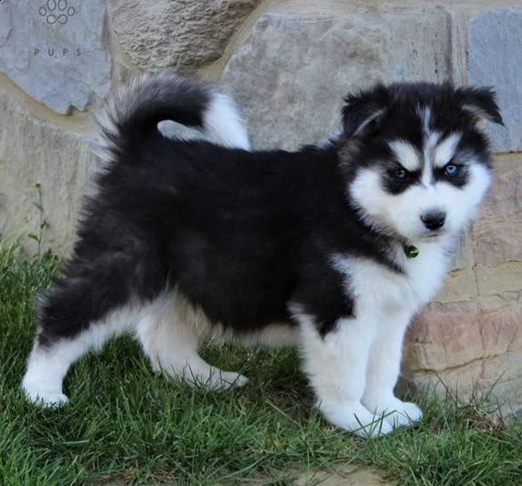 cuccioli siberian husky disponibili | Foto 4