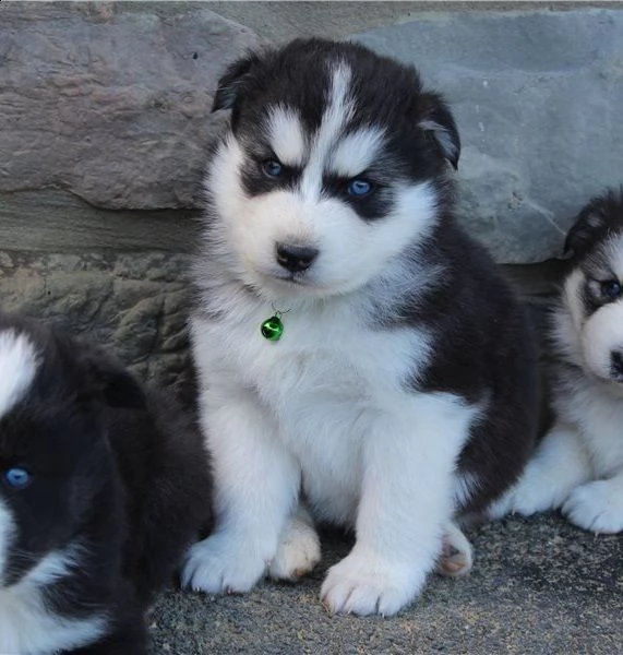 cuccioli siberian husky disponibili | Foto 3