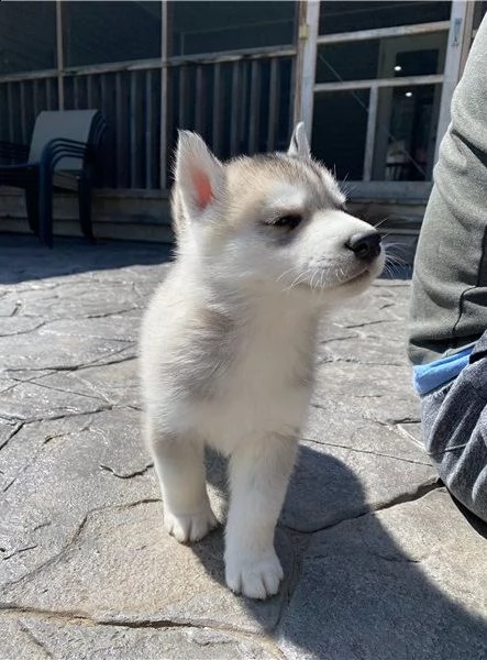 cuccioli siberian husky disponibili | Foto 2