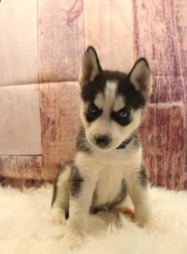 cuccioli siberian husky disponibili | Foto 1