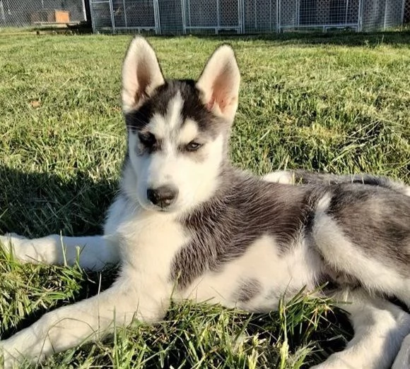 cuccioli siberian husky disponibili | Foto 0