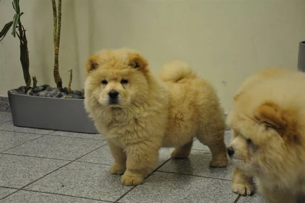 regalo disponibile maschio chow chow