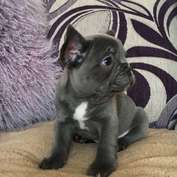 cuccioli di bulldog francese per l'adozione