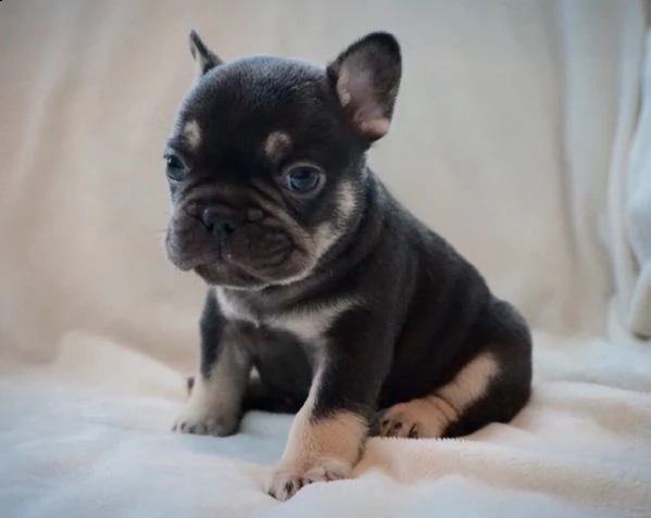 regalo cuccioli di bulldog frances