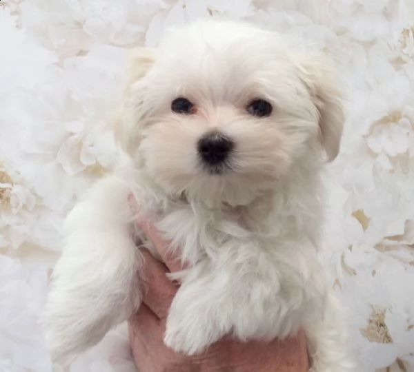 adorabili cuccioli maltese  femminucce e maschietti disponibili