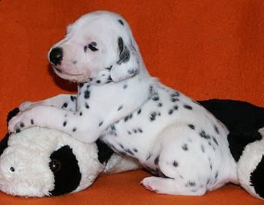 cuccioli di dalmata  femminucce e maschietti disponibili .