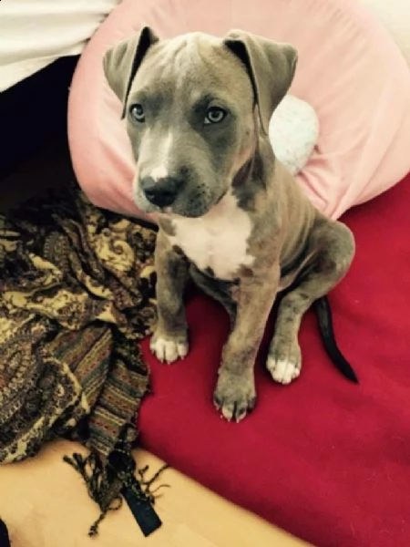 regalo bellissimi maschi e femmine pitbull cuccioli
