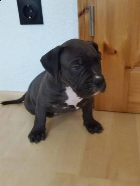 regalo cuccioli di pitbull