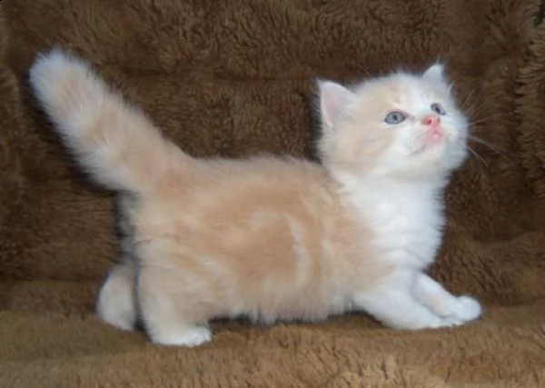 bellissimi gattini munchkin disponibili per l'adozione gratuita.
