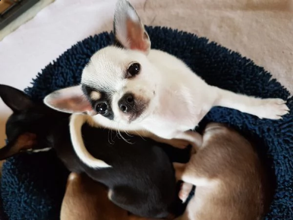  regalo cuccioli dolce e bella chihuahua toy