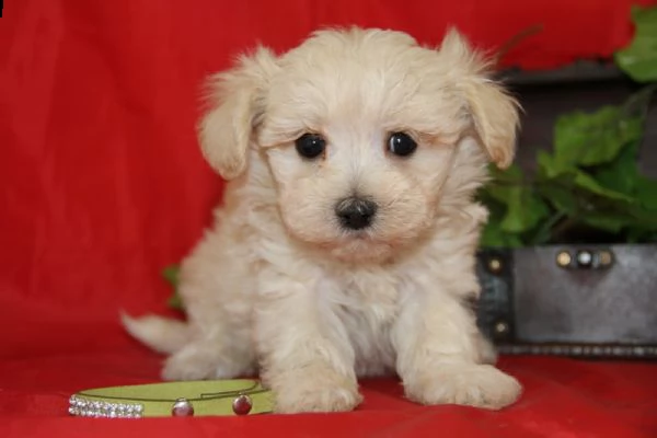 regalo adorabili cuccioli mini malteser  femminucce e maschietti