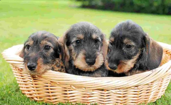  regalo adorabili cuccioli  bassotto femminucce e maschietti disponibili