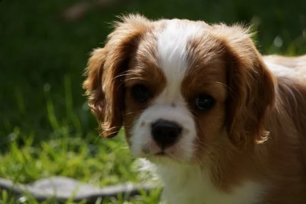  cuccioli di cavalier king  femminucce e maschietti per l'adozione