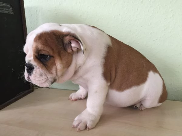  cuccioli inglese bulldog disponibili per adozione