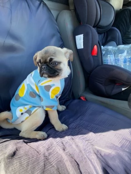 disponibili cuccioli di carlino