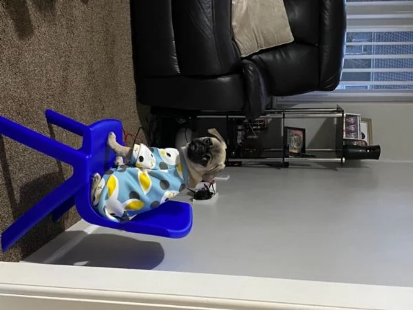 disponibili cuccioli di carlino | Foto 0