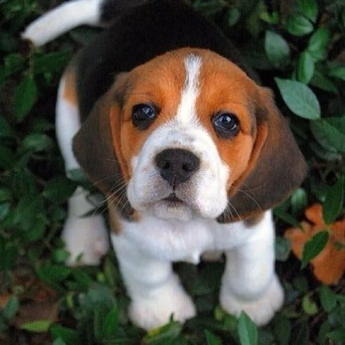 molto beagle