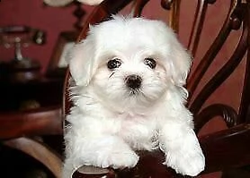 cucciolo di maltese mini toy sani dolci