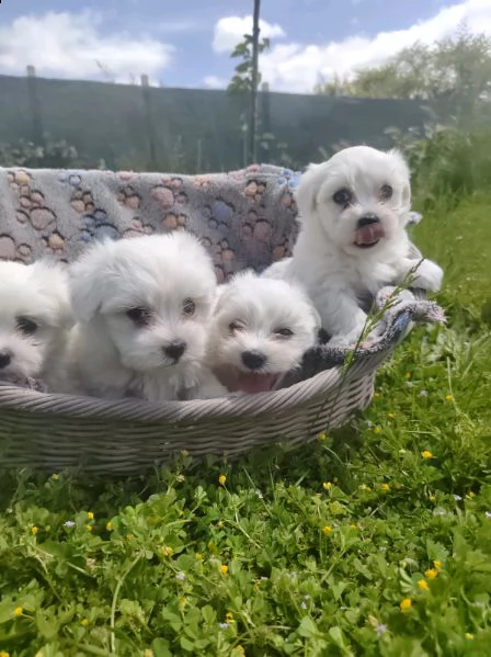 stupendi cuccioli di maltese mini toy nati in casa di circa due mesi 