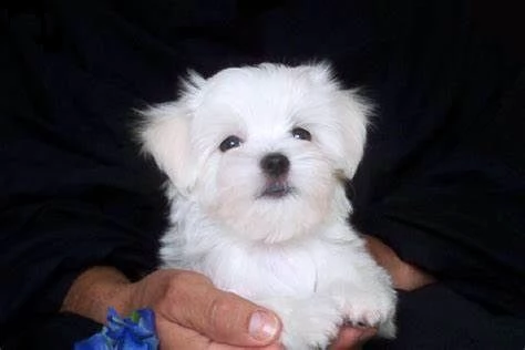 cuccioli di maltese mini toy belli 