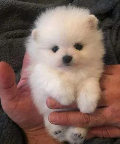 spitz pomerania bianco