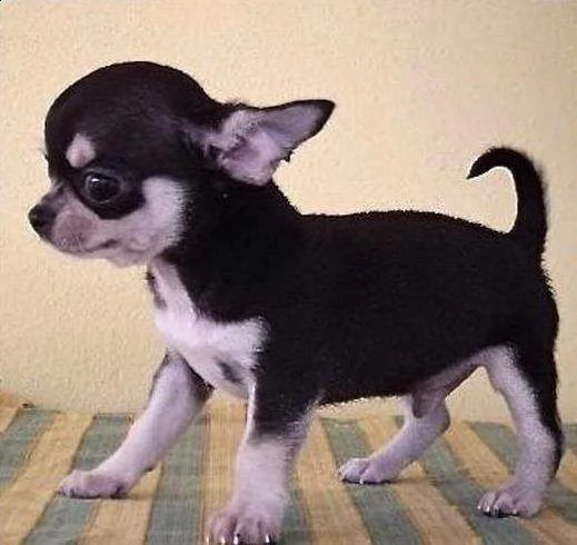 cuccioli di pincher belli arzilli e giocarelloni disponibilita