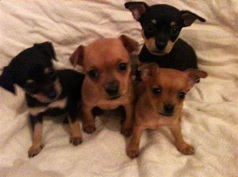 sono visibili dei piccolissimi cuccioli di mixer pincher chihuahua