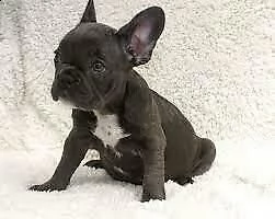 bellissimo cucciolo di bulldog francese