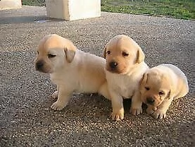 cucciolo di cucciolo di labrador interessantissimi e molto tranuillissimi 