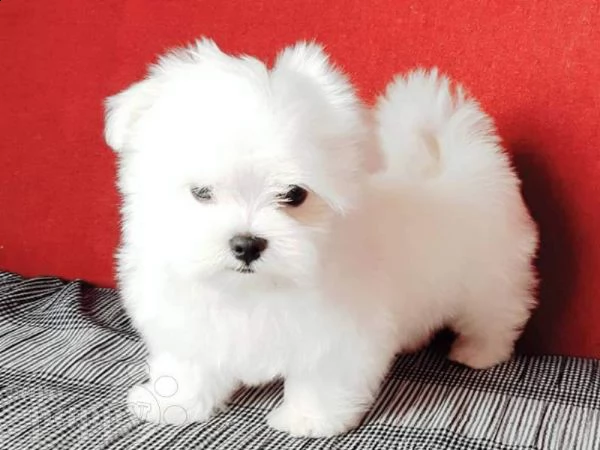 cediamo cucciolo di maltese mini mini toy