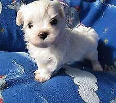 cucciolo di maltese mini toy perfettissimi generosissimi e tenerissimi 