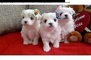 cucciolo di maltese mini toy gentilissimi e molto tranquillissimi