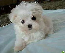 tenero cucciolo di maltese mini toy buonissimo generosissimo
