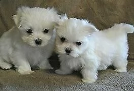 cucciolo di maltese mini toy buonissimi e molto inteligentissimi 