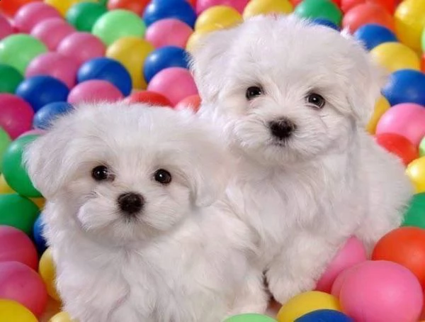 cediamo cucciolo di maltese mini toy perfettissimi originalissimi 