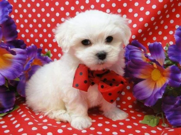 cediamo cucciolo di maltese mini toy /