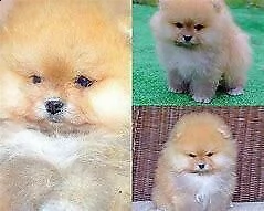 cucciolo di spitz mini toy eccellentissimo e molto buono di 70 giorni 
