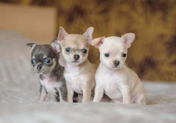 bellissimi cuccioli di pincher chihuahua,